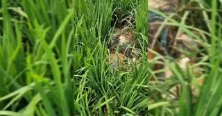 মাদারীপুরের নিখোঁজের ১০ দিন পর ধানখেতে ব্যবসায়ীর মরদেহ উদ্ধার